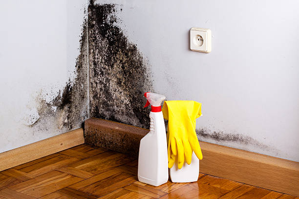 Best Emergency Mold Remediation in Sun Valley, ID
